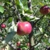 Cosmic Crisp And Melrose Apple Bundle (3 Trees) -The Orchard Zone 0065003a4be2497fbbacb38d275a45b0