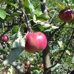 Honeycrisp And Melrose Apple Bundle (3 Trees) -The Orchard Zone 0065003a4be2497fbbacb38d275a45b0 bed45099 db98 4e35 ab2b 592ced890ad8