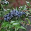 Alpha Evergreen Huckleberry -The Orchard Zone 153933053859725327