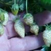 White Soul Alpine Strawberry 2 White Soul Alpine Strawberry -The Orchard Zone 270278300
