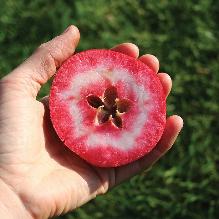 Redlove® Odysso 3 Redlove® Odysso