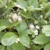 White Solemacher Alpine Strawberry 1 White Solemacher Alpine Strawberry -The Orchard Zone 360496280