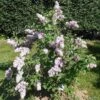 Belle De Nancy Lilac -The Orchard Zone 515px Syringa vulgaris Belle de Nancy 2018 05 04 0369