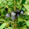 Blue Sea™ Honeyberry -The Orchard Zone 6265