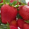 Honeoye Strawberry -The Orchard Zone 719UuI GOL