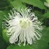 Passiflora SnowPop™ -The Orchard Zone 9288