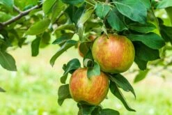 Honeycrisp And Spartan Apple Bundle (3 Trees) -The Orchard Zone AdobeStock 352763355.0 scaled 1