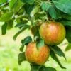 Honeycrisp And Melrose Apple Bundle (3 Trees) -The Orchard Zone AdobeStock 352763355.0 scaled 72d0dca4 cac7 4686 b484 3a605e2f0061