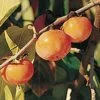 Prairie Dawn â„¢ American Persimmon 1 Prairie Dawn â„¢ American Persimmon -The Orchard Zone American Persimmon