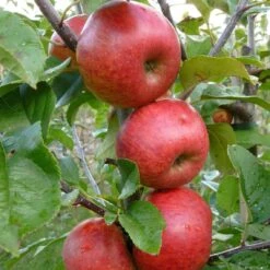 Unbeatable Urban Apple Bundle (3 Trees) -The Orchard Zone AppleRedWindsor