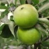 Granny Smith Apple -The Orchard Zone Apple Malus GrannySmith fruit 1024x1024 c3d3f268 e660 408a 8cb9 a236746f0837