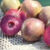 Elephant Heart Asian Plum -The Orchard Zone C104