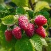 Caroline Raspberry -The Orchard Zone CFD14566RubusCarolineRaspberry 2