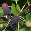 Hardy Chicago Fig -The Orchard Zone Chicago Hardy Fig Tree 1000x1000 c