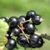 Coronet Black Currant -The Orchard Zone CoronetBlackCurrant