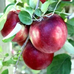 Cosmic Crisp And Melrose Apple Bundle (3 Trees) -The Orchard Zone Cosmic Crisp a5f1fdd4 73b4 4e0c 9d46 4329f60a4d3b