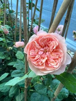 FLAVORETTE™ Honey-Apricot Rose -The Orchard Zone D523EFDA 5A0E 479B 842A 2757DCD6376E