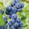 Dixie Blueberry -The Orchard Zone DixieBlueberry