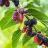 Early Bird Mulberry -The Orchard Zone EarlyBirdMulberry 1