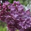 Frank's Fancy Lilac -The Orchard Zone Frank sFancyLilac