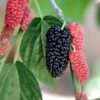 Black Beauty Fruiting Mulberry 1 Black Beauty Fruiting Mulberry -The Orchard Zone Gold Mop Cypress 1