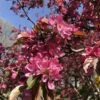 Hansen's Red Fleshed Crabapple -The Orchard Zone Hansens Red 1