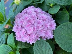 Double Down® Hydrangea -The Orchard Zone IMG 3871