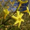 Winter Jasmine 2 Winter Jasmine -The Orchard Zone Jasminum nudiflorum