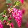 King Edward VII Flowering Currant -The Orchard Zone KingEdwardVIIRibes