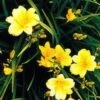 Stella D'Oro Day Lily -The Orchard Zone L700 gigapixel standard scale 6 00x b41b238d a08a 476a b75e 48545af85141