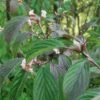 Dawn Viburnum -The Orchard Zone M081 gigapixel standard scale 6 00x 886f0d28 ab38 42b3 87a6 6bc00b3e75b5