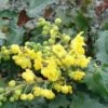 Tall Oregon Grape Holly -The Orchard Zone MAH aquafolium 1024x672 1