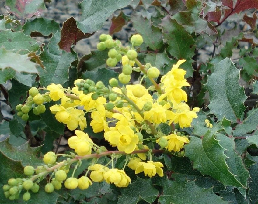 Tall Oregon Grape Holly 3 Tall Oregon Grape Holly