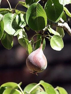 Moonglow Pear -The Orchard Zone MoonGlow Pyrus communis leaffruit Jean ccby20
