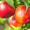 Pacific Pride™ Nectarine -The Orchard Zone PacificPrideNectarine 1
