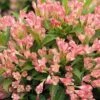 Alpha Peach Kissesâ„¢ Weigela 1 Alpha Peach Kissesâ„¢ Weigela -The Orchard Zone PeachKissesWeigela