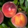 Combination Peach 'Zaiger Pride' (3 Varieties)/Semi Dwarf -The Orchard Zone Peach Prunus EvasPride 1024x1024 38ff1114 050d 41e8 8c64 ca9737ab8c49