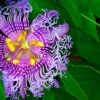 Passiflora PinkPop™ -The Orchard Zone PinkPopPassiflora 1