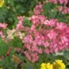 Pokeys Pink Flowering Currant -The Orchard Zone Pokeys