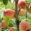Reliance Peach -The Orchard Zone ReliancePeachcopy 1