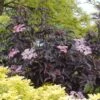 Black Beauty Elderberry -The Orchard Zone Sambucus Nigra Black Beauty