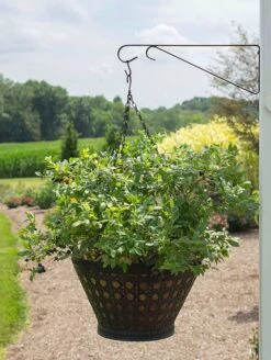 Alpha Bushel And Berry® Sapphire Cascade® Blueberry