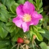 Dart's Dash Rose -The Orchard Zone Shutterstock 1527926936