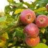 Apple Combo (4 Varieties) -The Orchard Zone Shutterstock 1931241200