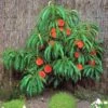 Pix Zee Dwarf Peach - Miniature -The Orchard Zone Trixzie Pixzee Peach Tree 54472 zoom 2