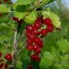 Viking Red Currant -The Orchard Zone VikingRedCurrant
