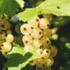 Zitavia Currant -The Orchard Zone White Currants Best Varieties Growing Guide Care Problems and Harvest FI