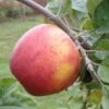 Alkemene Apple -The Orchard Zone a080 alkemene 1