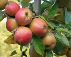 Red Boskoop Apple -The Orchard Zone a161 belle d boskoop 9006bf06 ab9d 4091 8789 3fddebbfee4b 2