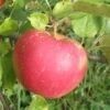 Red Boskoop Apple 1 Red Boskoop Apple -The Orchard Zone a161 red boskoop 1